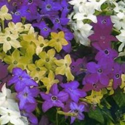 Picture of Nicotiana - Affinis (Syn. N. Alata)